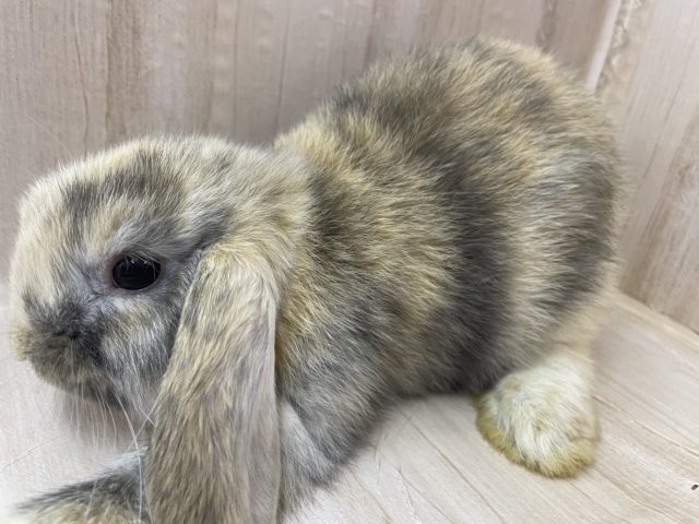 ロップイヤーラビット