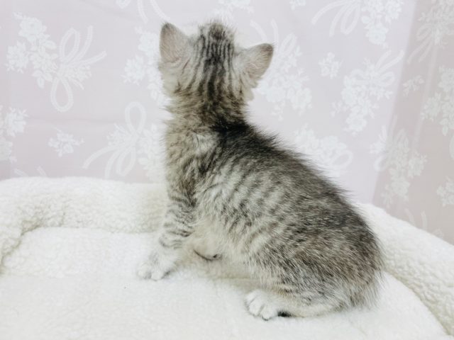 スコティッシュフォールド