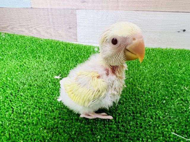 ぽけぽけ♪クリームルチノー小桜インコ コザクラインコ(小桜インコ)