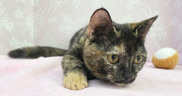 最新画像! あそぼあそぼー!(トーティ―シェル)女の子♪ 2021年12月7日生まれ マンチカン