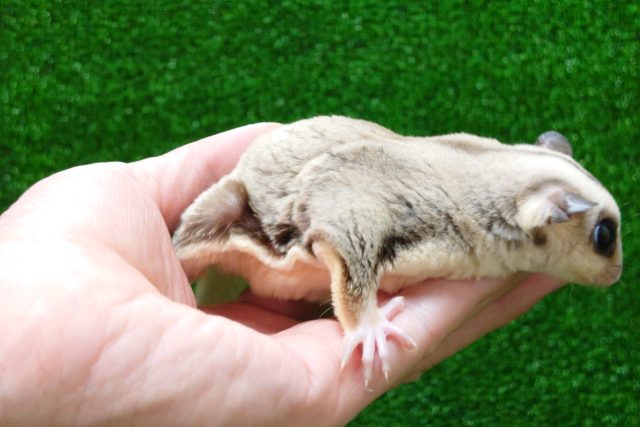 フクロモモンガ