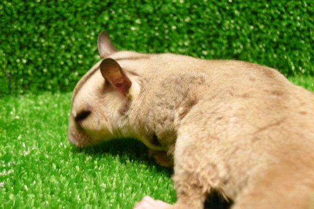 フクロモモンガ