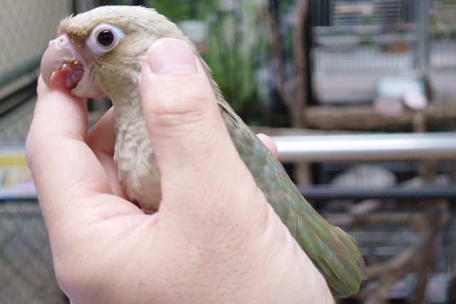 ホオミドリウロコインコ