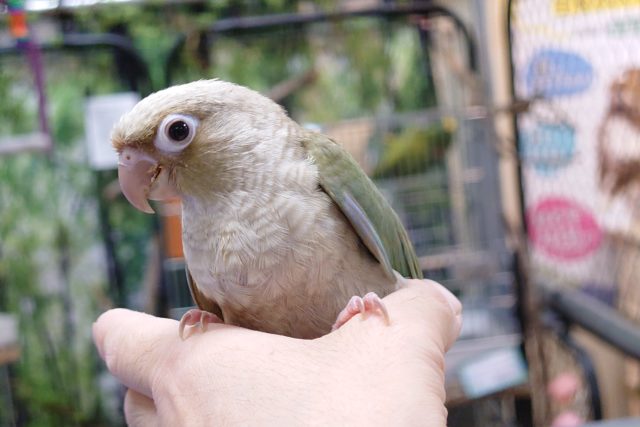 ホオミドリウロコインコ