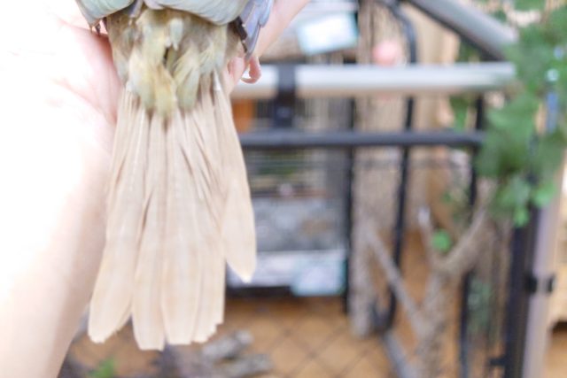 ホオミドリウロコインコ