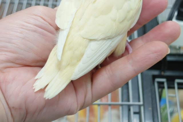 サザナミインコ