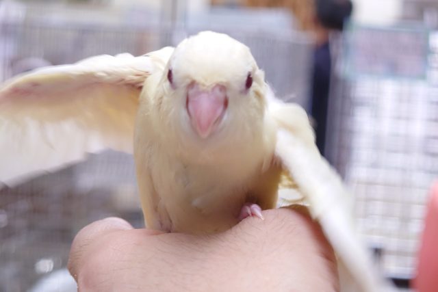 サザナミインコ