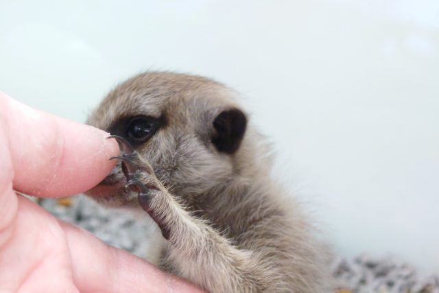 ミーアキャット