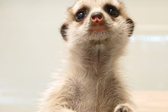 ミーアキャット