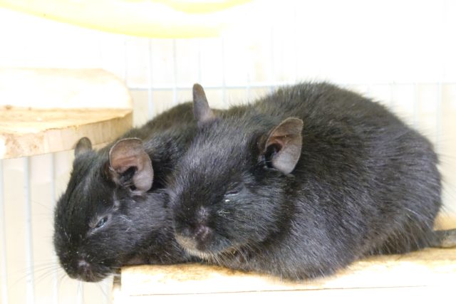 表情がなんとも魅力♫ デグー ブラックです! デグー