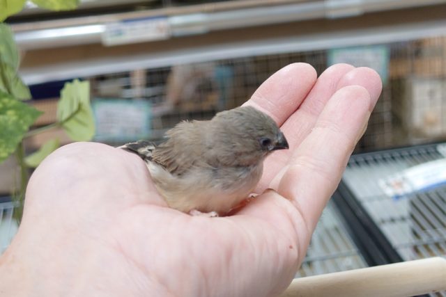 錦花鳥（キンカチョウ）