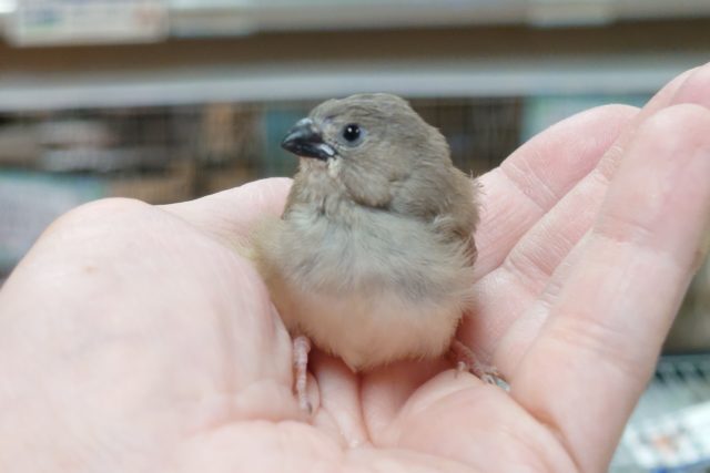 錦花鳥（キンカチョウ）