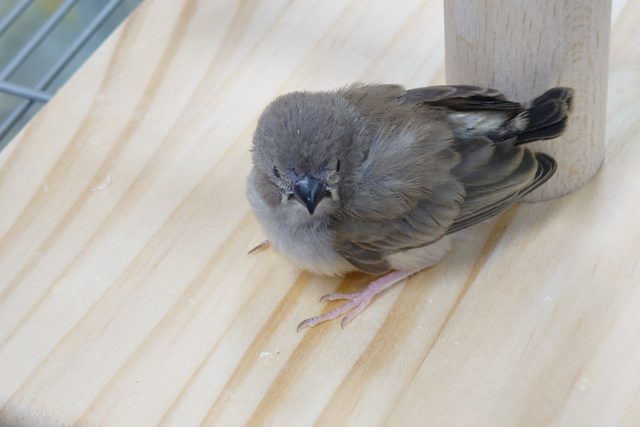 錦花鳥（キンカチョウ）