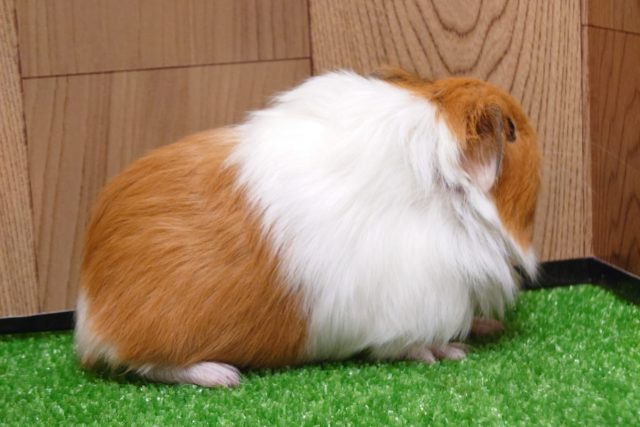 イングリッシュモルモット