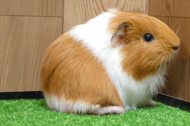 イングリッシュモルモット