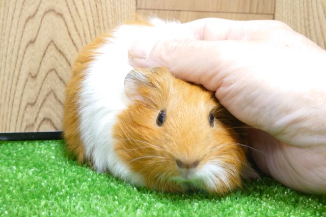 イングリッシュモルモット