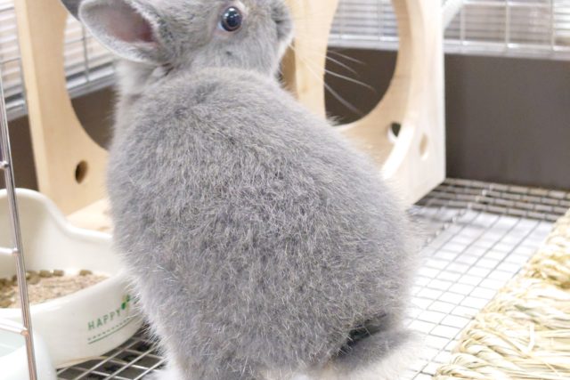 ネザーランドドワーフ