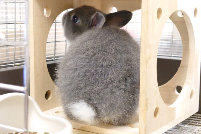 ネザーランドドワーフ