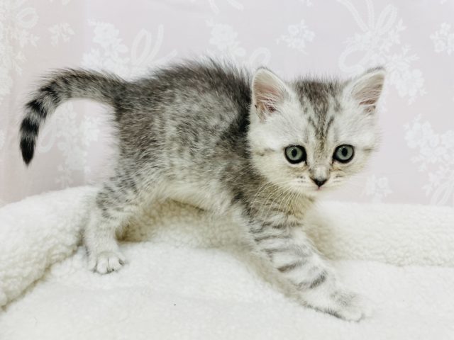 スコティッシュフォールド