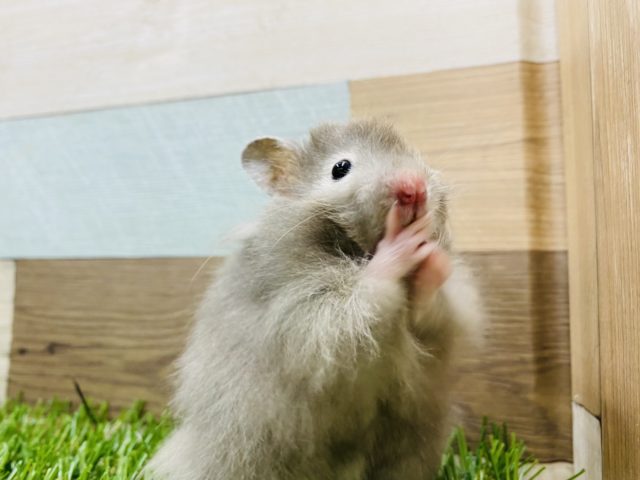 ゴールデンハムスター