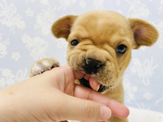 フレンチブルドッグ