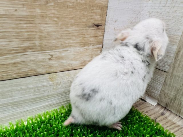 ゴールデンハムスター