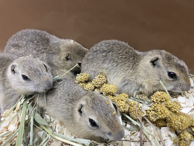 リチャードソンジリス