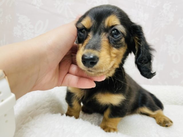 ミニチュアダックス