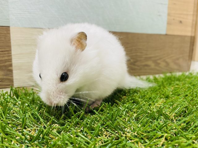 ゴールデンハムスター