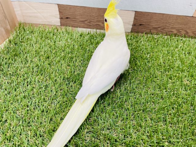 オカメインコ