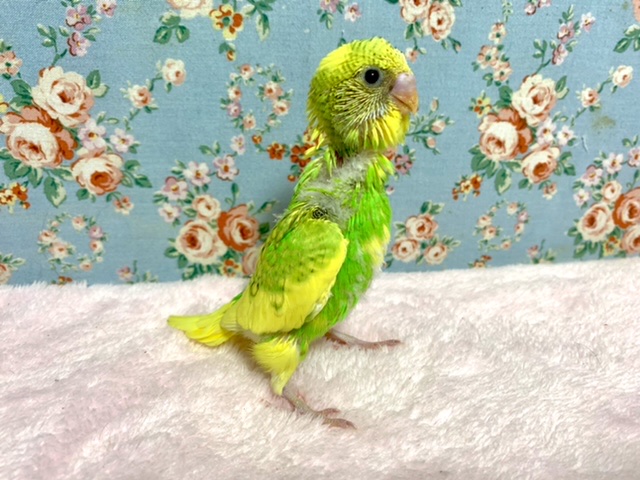 セキセイインコ