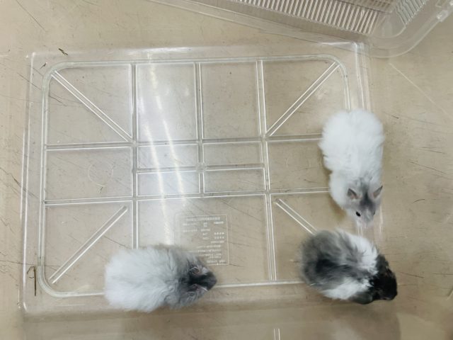 ゴールデンハムスター