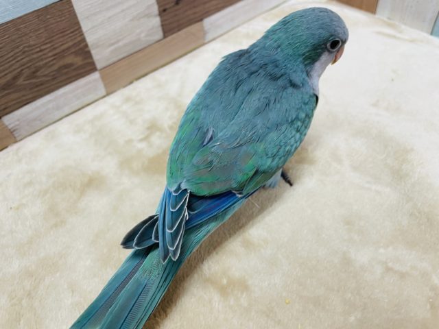 オキナインコ
