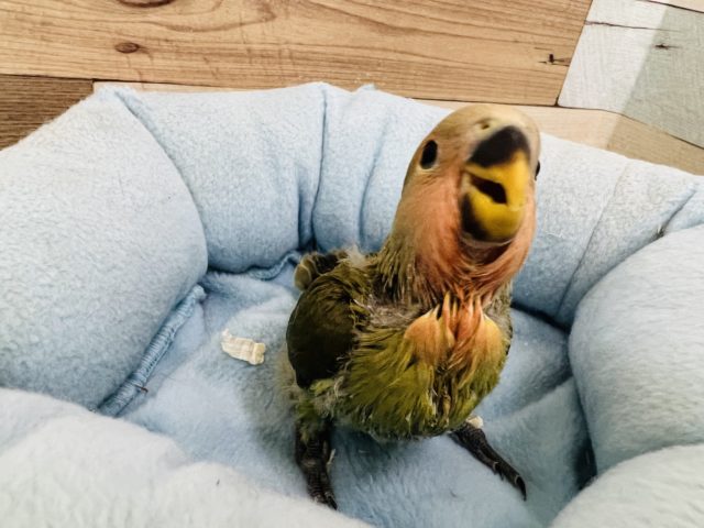 コザクラインコ（小桜インコ）