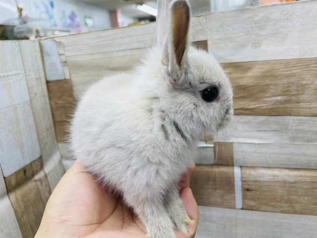 ネザーランドドワーフ