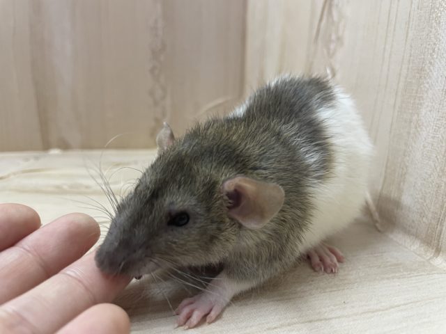 ファンシーラット