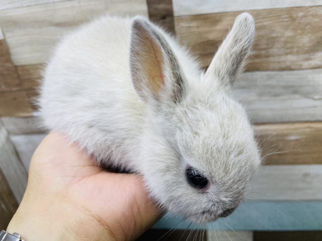 ネザーランドドワーフ