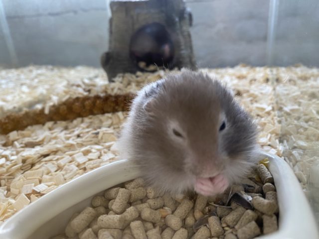 ゴールデンハムスター