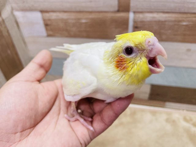 オカメインコ