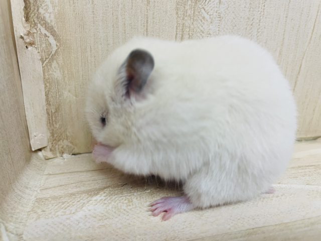 ゴールデンハムスター