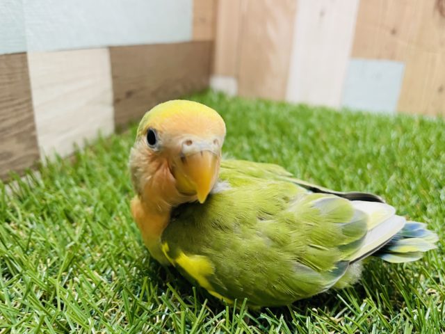 コザクラインコ（小桜インコ）