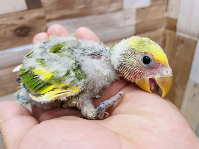 コザクラインコ（小桜インコ）