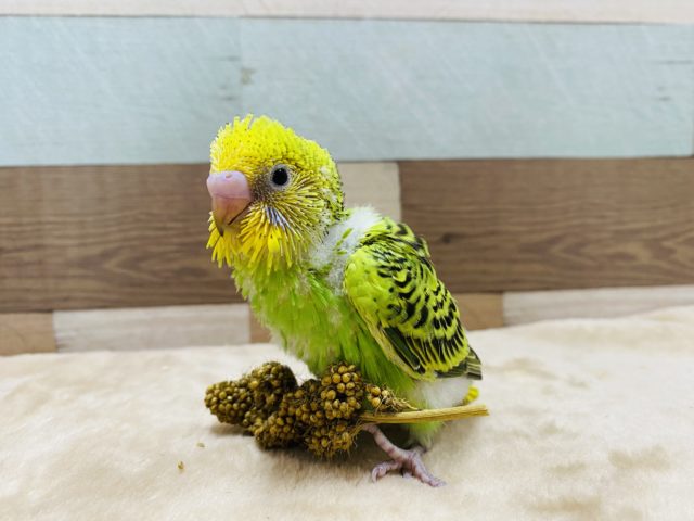 セキセイインコ