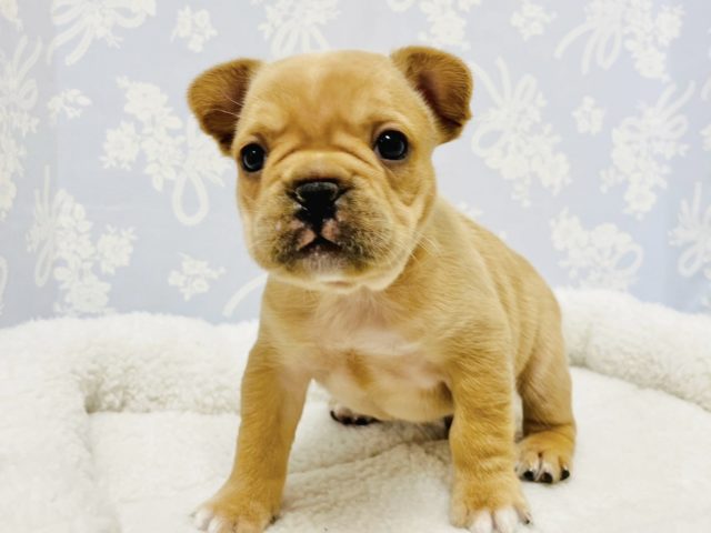 フレンチブルドッグ