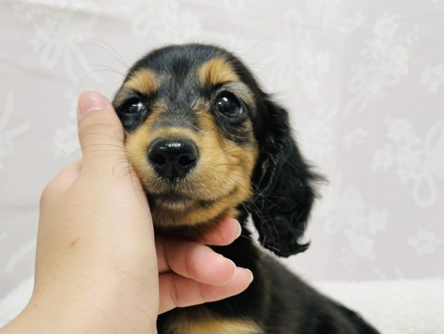 ミニチュアダックス