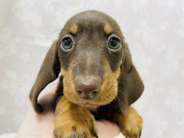 スタンダードダックス