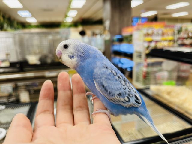 セキセイインコ