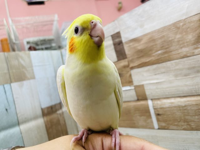 オカメインコ