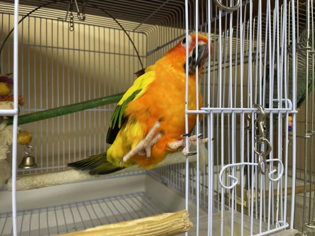 コガネメキシコインコ