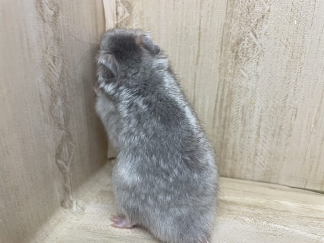 ゴールデンハムスター